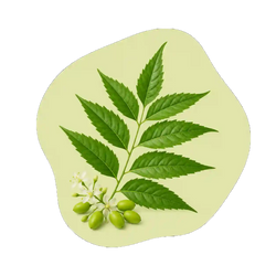 Neem